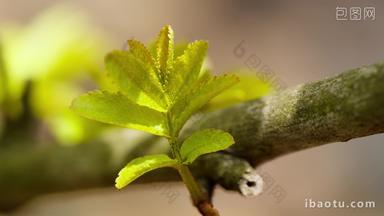 春天植物发芽树叶实拍空镜头